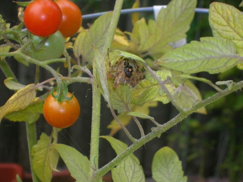 Spider having lunch by tomatoes