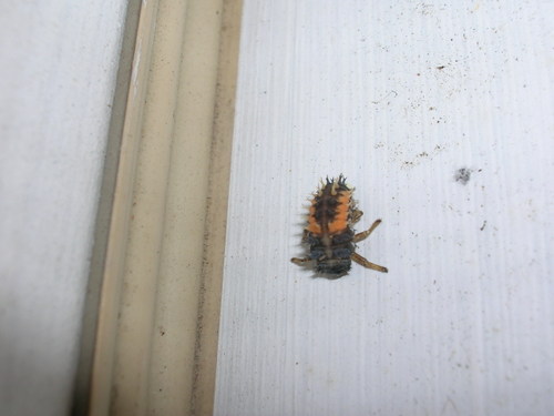 Ladybug - Third instar larva - 1
