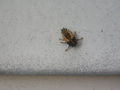 Ladybug - Third instar larva - 2