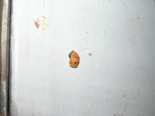 Ladybug - Pupal stage