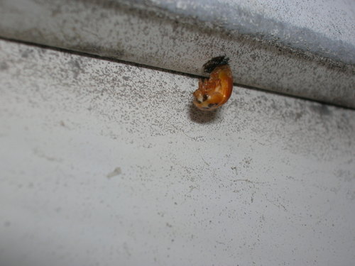 Ladybug emerging from pupal stage
