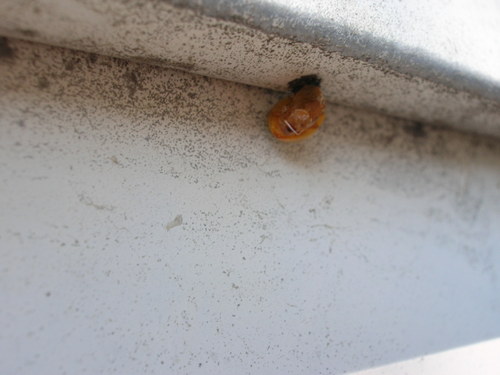 Ladybug emerging from pupal stage
