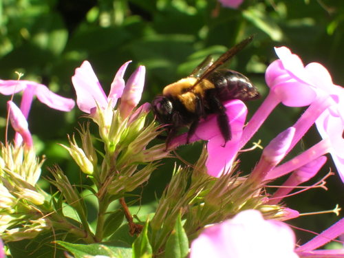 Bee at work 2