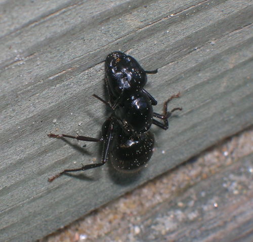 Black ant climbing up wall