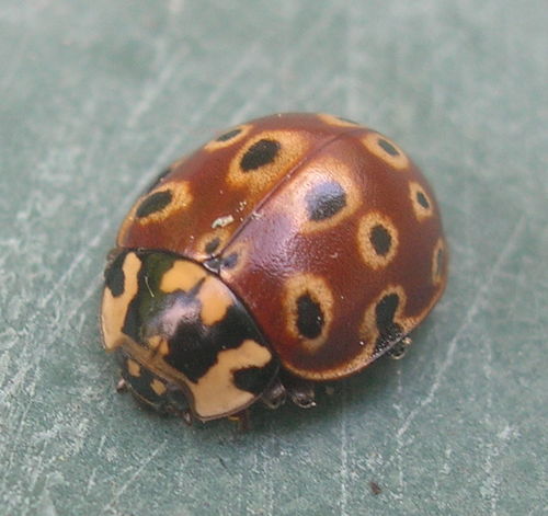 Interesting Ladybug pattern