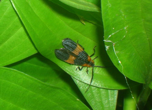 Unknown flying insect