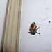 Ladybug - Third instar larva - 1