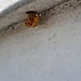 Ladybug emerged from pupal stage