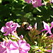 Bee at work 1