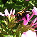 Bee at work 2