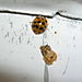 Ladybug freshly emerged from pupal stage