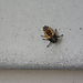 Ladybug - Third instar larva - 2