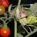 Spider guarding tomatoes #1
