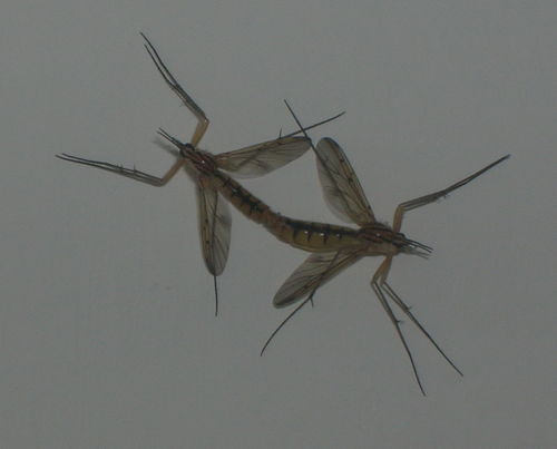 Mating insects
