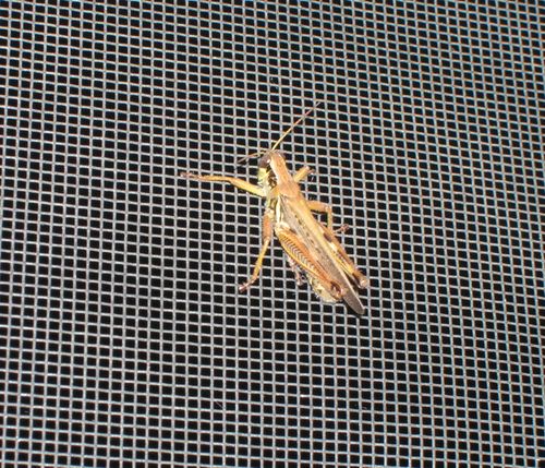 Grasshopper on a screen door