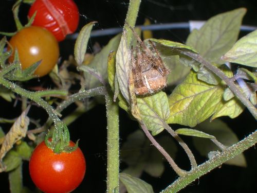 Spider guarding tomatoes #1