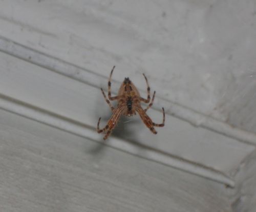 Spider near a front door #1