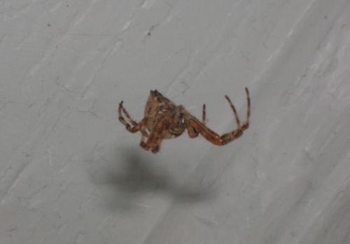 Spider near a front door #2